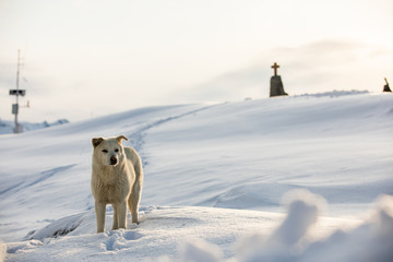 Hund im Schnee