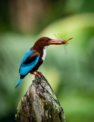 Kingfisher with its prey