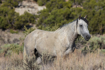 Obraz na płótnie Canvas Wild Horse in the Colorado High Desert in Summer
