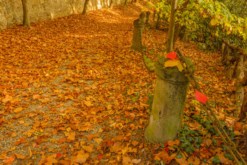 a colorful autumnal underwood /a carpet of colored leaves paints a park