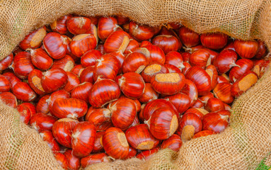 the famous chestnuts of the valley of Susa ,in Piedmont,Italy,in a jute bag, ,are medium-large in size, have a characteristic color and crunchiness of the pulp and a sweet and a fragrant taste