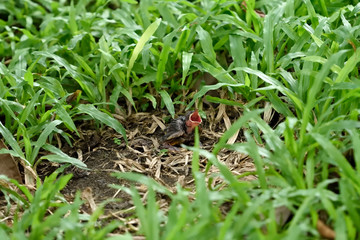 Baby bird