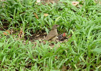 Streak - eared  bulbul