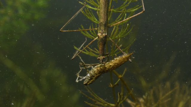 Water Stick Insect - Ranatra linearis under water with caught prey - dragonfly larva