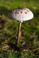 macrolepiota procera mushroom in forest