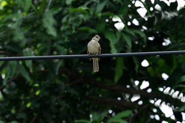Streak - eared  bulbul