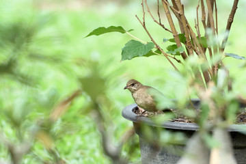 Streak - eared bulbul