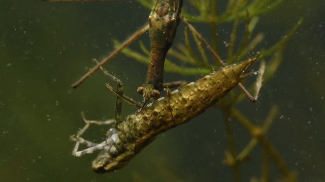 Water Stick Insect - Ranatra linearis under water with caught prey - dragonfly larva
