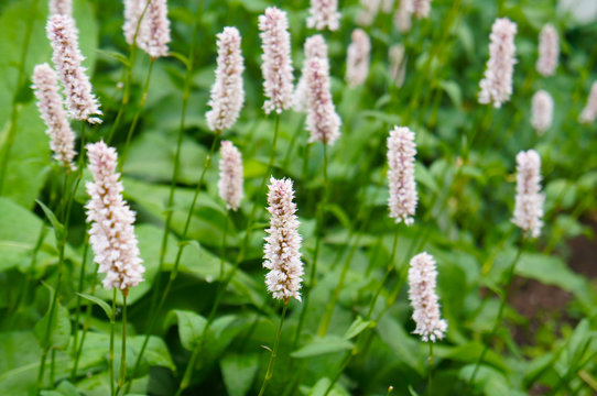 Persicaria bistorta superba pink flowers with green