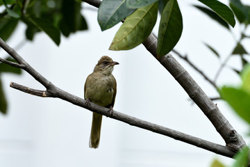 Streak - eared bulbul