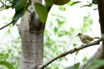 Streak - eared bulbul