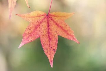 Foto op Canvas Maple leaf © Adriaan