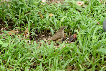 Baby bird and Mom