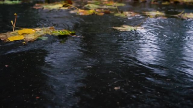 Autumn rain in bad weather, rain drops on the surface of the puddle with fallen leaves.