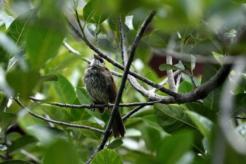Streak - eared bulbul