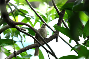 Streak - eared  bulbul