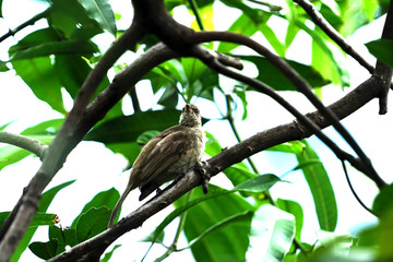 Streak - eared bulbul
