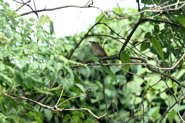 Streak - eared  bulbul