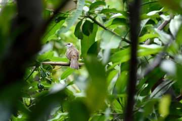 Yellow - vented  bulbul