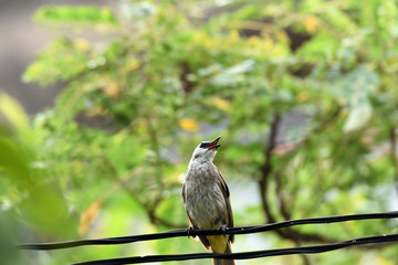 Yellow - vented bulbul