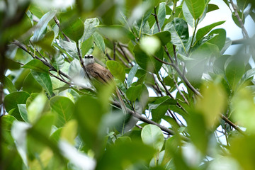 Yellow - vented  bulbul