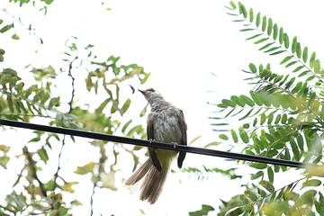Yellow - vented bulbul