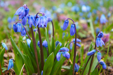 Blue scilla siberica or scilla siberica early flowers 