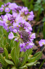 Primula denticulate or drumstick primrose purple  flowers vertical