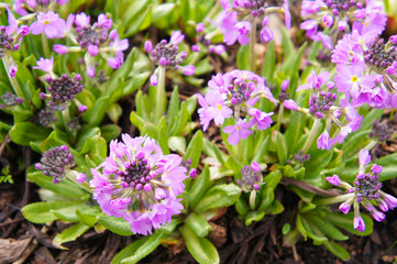 Primula denticulate or drumstick primrose purple flowers with green