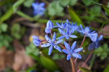 Scilla bifolia or early spring squill blue flowers