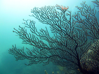 Corail dentelle noir dans la mer des caraibes
