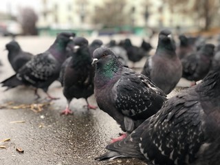 pigeons on the street