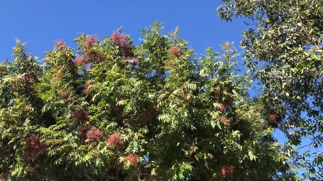 Flamboyant red flowers swaying in the skies