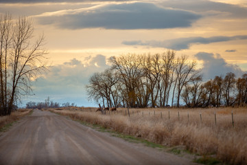 Country road with tree silhouettes on both sides.