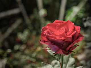 Closeup red rose