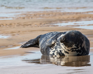 Grey seal