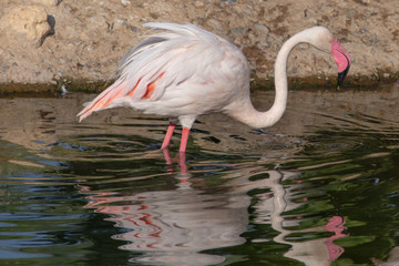 Greater Flamingo at sunset (Phoenicopterus roseus). 