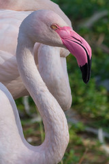 A close up of Greater Flamingo at sunset (Phoenicopterus roseus). 