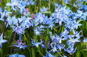 Blue scilla siberica or siberian squill spring flowers  - obrazy, fototapety, plakaty