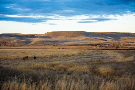 Two horses on the prairie at twilight. Clean simple image