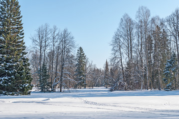 Trees in a forest glade on a sunny winter day after a snowfall.