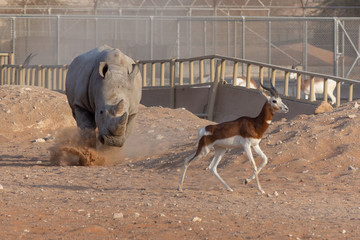 White Rhino making a claim for its turf in the sand!