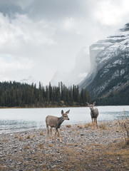 Naklejka premium Deer by the lake in Canada