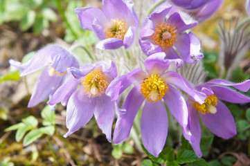 Pulsatilla ludoviciana or pasqueflower purple flowers 