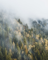Misty woods aerial view