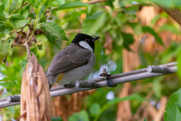 A White Eared Bulbul perches on a wire in the buses in the United Arab Emirates.