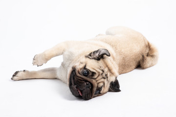 Cute pet dog pug breed lying on ground and smile with happiness feeling so funny and making serious face isolated on white background