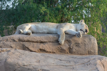 White Lion sleeps on the top of a rock in the evening sun.
