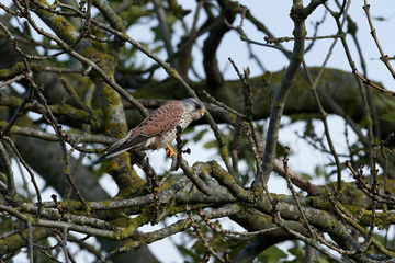 Common kestrel (Falco tinnunculus)