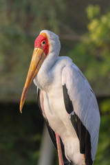 A Yellow-Billed Stork (mycteria ibis) shows off its beak at sunset